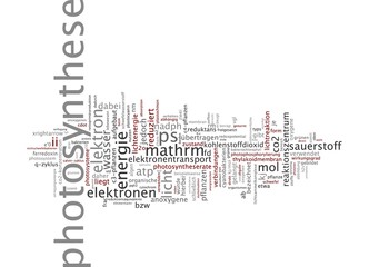 Photosynthese