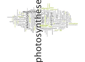 Photosynthese