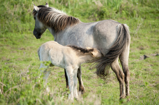 wild filly drinking by his mother