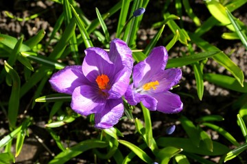 crocus in meadow