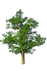 Fototapeta premium green tree isolated on a white background