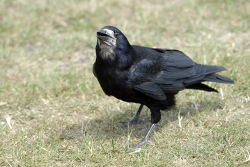 rook