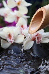 orchidées et bambou