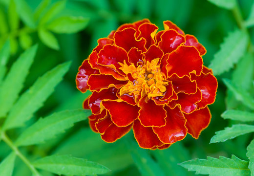 French marigold (Tagetes patula) a time of flowering closeup.