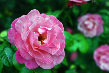 Strauchrose "Mein schöner Garten"