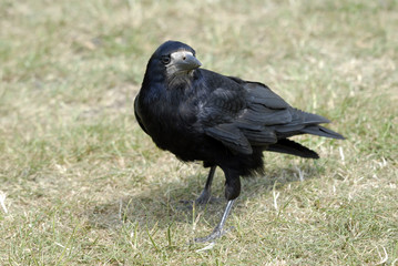 rook turn