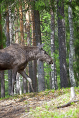 Norwegian Moose