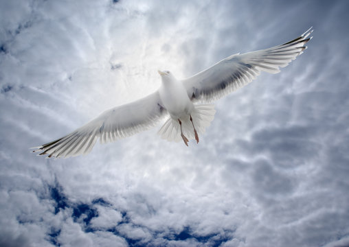 Seagull soaring over the sea on the background of the cloudy sky