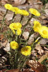 Blüten des Huflattichs, Tussilago farfara