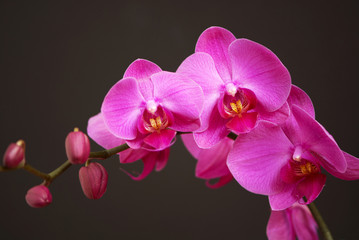 Naklejka na ściany i meble Pink orchid with buds
