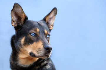 Huskymix