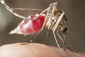 Mosquito sucking blood, extreme close-up with high magnification