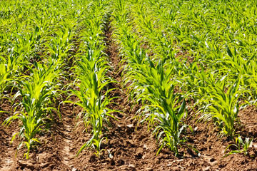 Growing vegetables  in rows on a vegetable garden