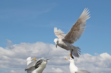 Three Glaucous Gulls interacting