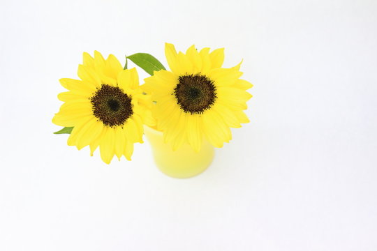 ひまわり　Sunflowers