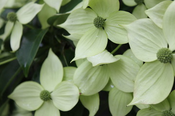 ハナミズキの花
