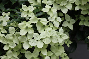 ハナミズキの花