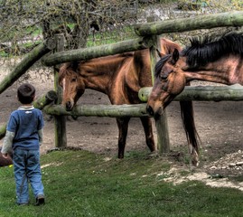 l'enfant et les chevaux - hdr