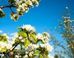 Apple-tree flowers