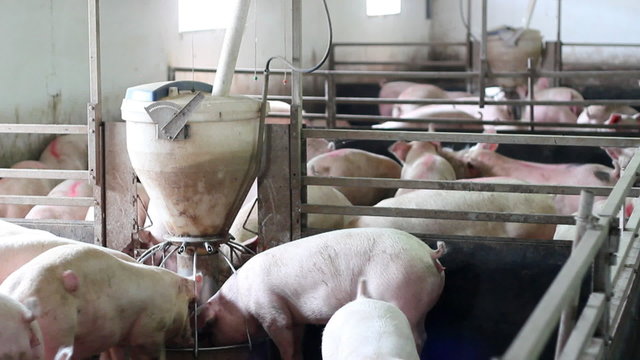 Modern Pig Farm