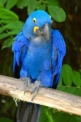 oiseau