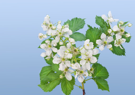 Flowers of a garden blackberry