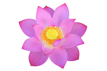 Lotus flower, isolated, clipping path included