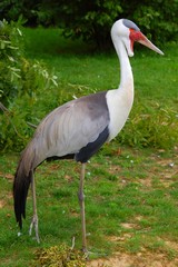 oiseau volatile ailes voler ciel nature voyage vol