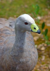 oiseau volatile ailes voler ciel nature voyage vol