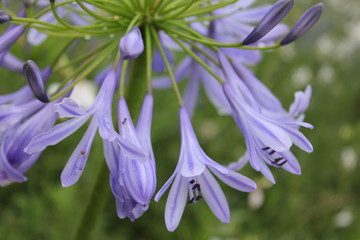 アガバンサスの花