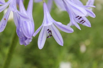 Naklejka premium アガバンサスの花