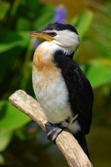 oiseau