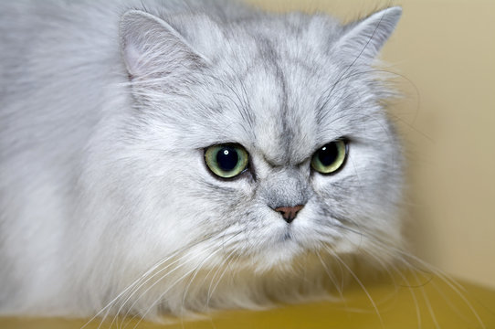 Portrait Of  Grey Persian Cat