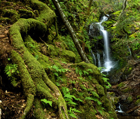 Obraz premium A rain forest waterfall with large roots and ferns