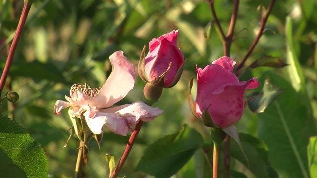 alive and dead flower rose bud