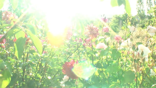 rose sun flare