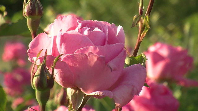 rose garden flower focus blurry