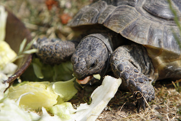 Griechische Landschildkröte