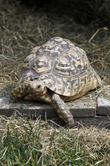 Pantherschildkröte
