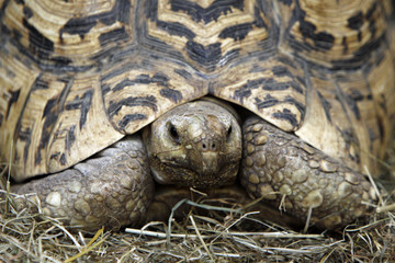 Pantherschildkröte