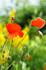 Obraz premium Field of poppies