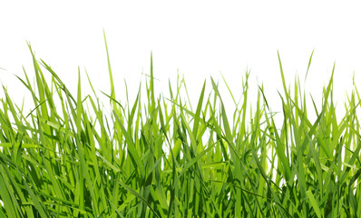 grass on white