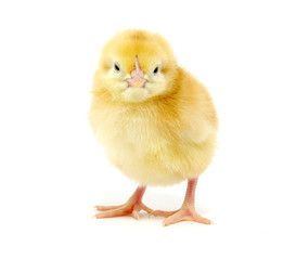 Obraz premium chicken