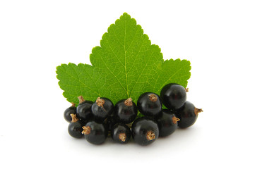 Black currant