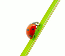 ladybug