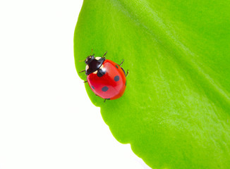 ladybug