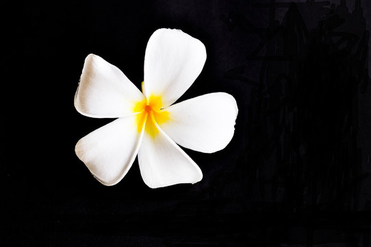 white leelawadee folwer