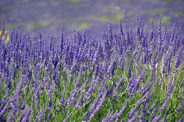 Fototapete Lavendel Lavendel in voller Blüte (Lavandula)  © Patricia W.