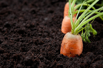 Fresh carrots in earth