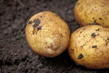 Potatoes in the field